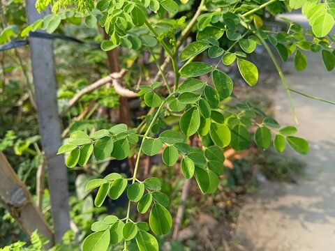 Fresh green moringa leaves (Moringa oleifera) or Daun Kelor growing on a tree branch in a tropical garden, captured in natural sunlight with a soft blurred background.