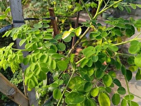 Fresh green moringa leaves (Moringa oleifera) or Daun Kelor growing on a tree branch in a tropical garden, captured in natural sunlight with a soft blurred background.