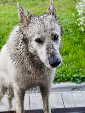 Dirty after a walk White Swiss Shepherd dog looks at the owner with an guilty look.