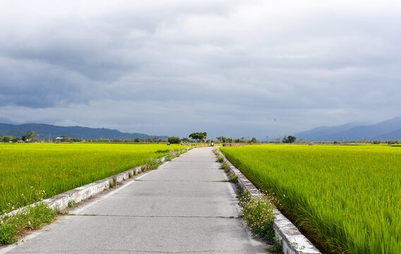 Rice fields in Chishang, Taiwan. A concrete path runs through vibrant green fields. Distant mountains under a cloudy sky.