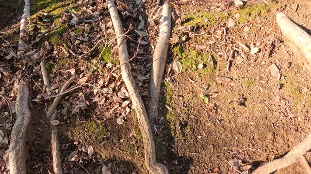 Exposed Tree Roots Spreading Across Forest Floor in Tokyo