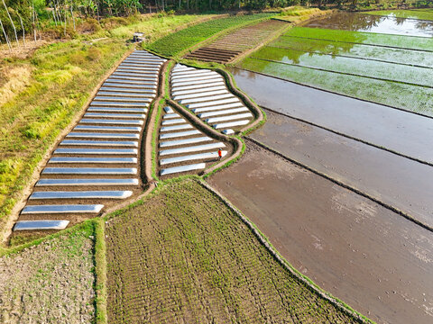Aerial view of a rice field with rows of crops covered in plastic sheeting and a lone worker standing in the field in Kecamatan Tingkir, Jawa Tengah, Indonesia.