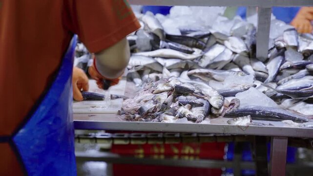 Factory worker filleting fresh fish at a seafood processing plant