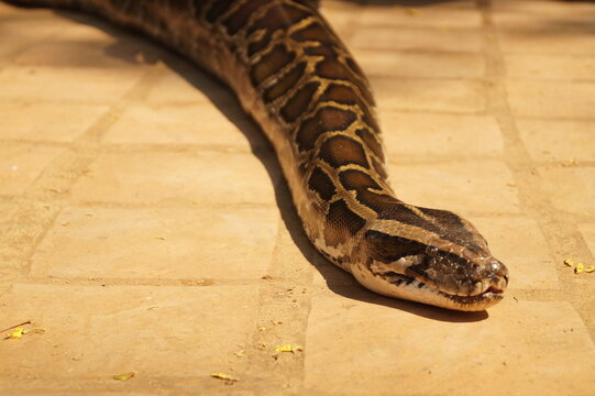 close up of a python