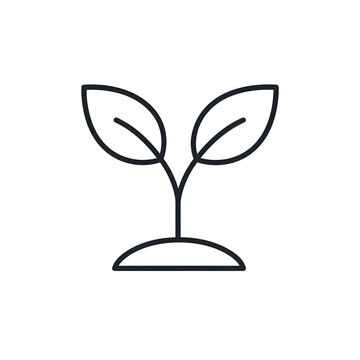 Growing plant with two leaves