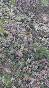 Aerial View of Eucalyptus Forest and Hiking Trail in Wentworth Falls