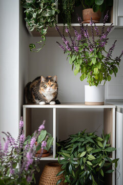 Indoor gardening hobby, cultivation edible herbs, lush blooming homegrown Thai Basil in pot, potted aromatic house plant in full bloom, cat resting among plants on cabinet.