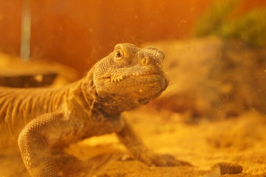 lizard on a rock
