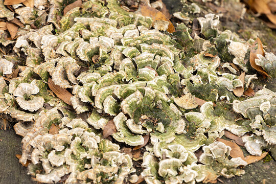 Bracket fungi growing on a tree stump, macro study, Williamsburg, Virginia.