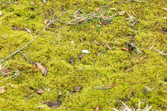Moss covered ground in spring, Williamsburg Virginia, macro texture background.