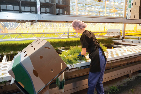 A worker wearing a hairnet and gloves harvests fresh dill from hydroponic trays in a large commercial greenhouse. The plants supply the food industry