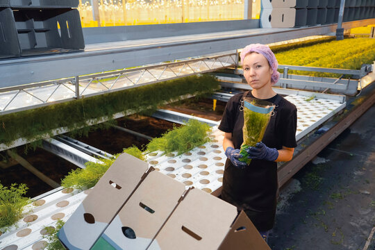 A dedicated worker in a large indoor hydroponic farm holds freshly harvested dill, ready for packaging