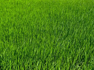 Obraz premium Close up background of vibrant green rice field grass texture