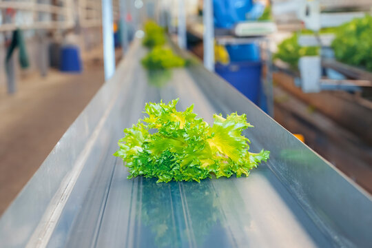 Rows line queue of crisp green lettuce travel smoothly along a stainless steel conveyor belt inside a large, high-tech indoor farm. This automated process ensures fresh produce delivery