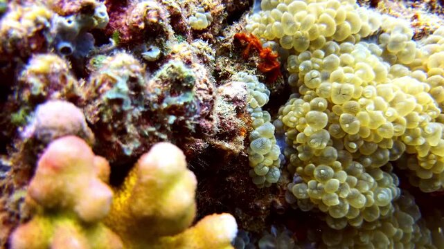 View of a vibrant coral reef with a small red crab nestled among bubble-like coral polyps in the Philippines.