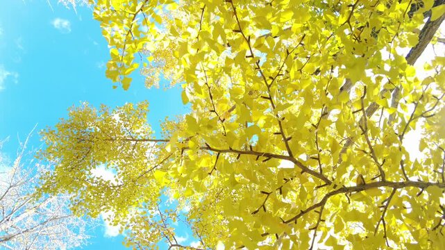 木漏れ日溢れる、金色に輝く黄葉が美しいイチョウの並木道を見上げて歩くドリー、POVショット 4K