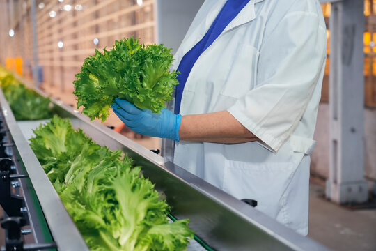 Conveyor belt with fresh lettuce in a greenhouse. A technical inspection of the curly lettuce crop. A worker wearing glove reaches for plant ready for packing. A packed lettuce bush in a plastic bag.