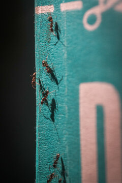 ants on a tree