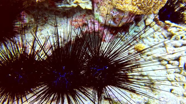 View of black sea urchins with long spines resting on a colorful coral reef seabed in the Philippines.