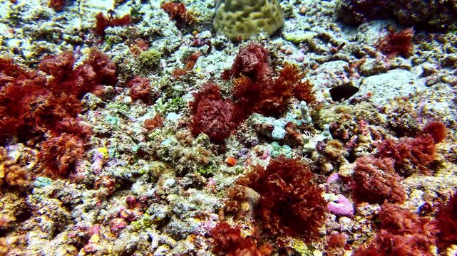 View of a vibrant coral reef ecosystem featuring colorful red soft corals and diverse marine life on the seabed in the Philippines.