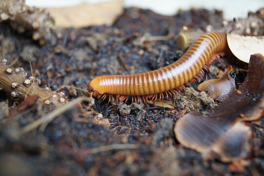 close up of a millipede