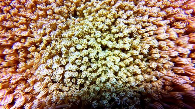View of vibrant coral polyps extending from the reef structure in the Philippines.