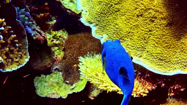 View of a vibrant blue boxfish swimming gracefully over a textured yellow coral reef in the Philippines.