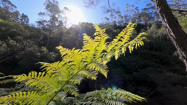 Sunlight Filtering Through Fern Frond in Australian Temperate Rainforest