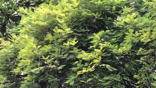 Close footage of feathery green leaves and fresh shoots forming a dense botanical texture, ideal for eco branding, wellness visuals, garden media, natural design, and calming backgrounds.