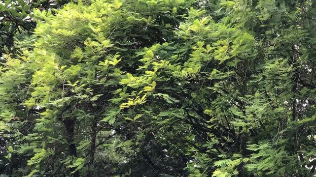Bright lime foliage spreads across dark woodland shade, creating a rich natural contrast for eco campaigns, garden visuals, wellness media, scenic backgrounds, and organic branding.
