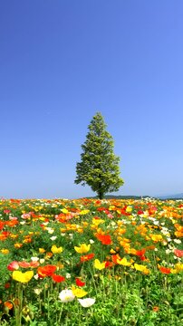 あわじ花さじき