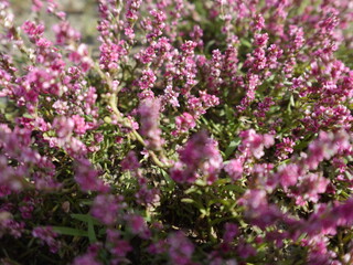 Obraz premium Winter heath, or Erica Carnea flowers, close up