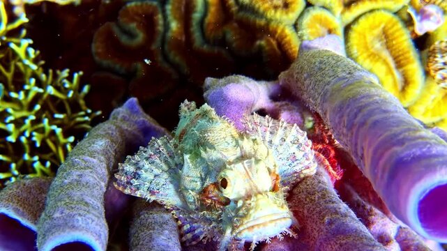 View of a camouflaged scorpionfish resting on vibrant purple tube sponges and textured coral reef in the Philippines.