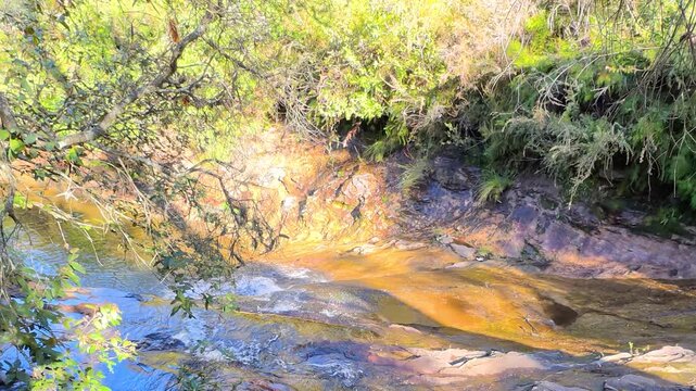 Sunlight Filtering Over a Forest Stream in Wentworth Falls