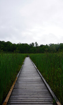 A wooden boardwalk path cuts through tall green marsh grass toward a lush tree line under an overcast sky at Mer Bleue Bog in Ottawa, Ontario, Canada