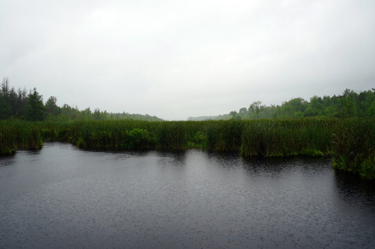 Rain ripples the surface of dark water lined with dense green cattails and trees under a foggy, overcast sky at Mer Bleue Bog in Ottawa, Ontario, Canada
