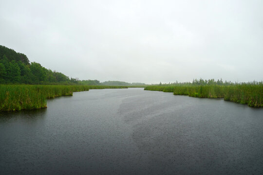A calm channel of dark water stretches through vibrant green cattails and marshland under an overcast sky and rain at Mer Bleue Bog in Ottawa, Ontario, Canada