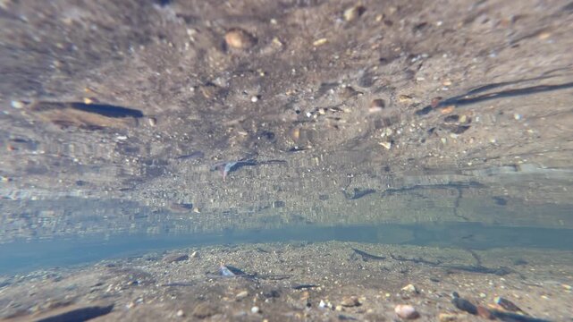 Underwater View of Pebbles and Sand in a Clear Australian Creek