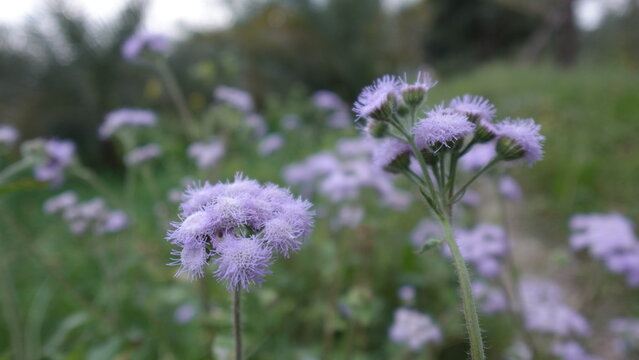  Vibrant Blue Ageratum flowers