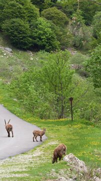 Alpine Ibex Grazing on Mountain Road in Piedmont Italy