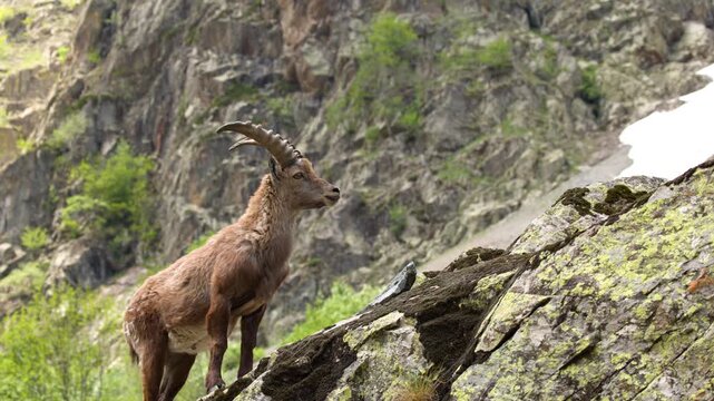 Alpine Ibex Standing on Rocky Mountain Slope in Italy