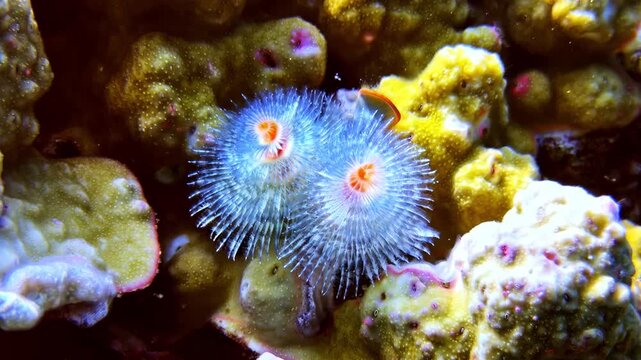 View of two vibrant blue Christmas tree worms attached to a textured coral reef underwater in the Philippines.
