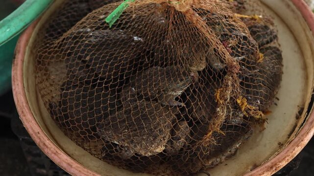 Live edible frogs kept inside mesh net bag for sale at Vinh Hai market in Nha Trang, Vietnam. Close up view of live bullfrogs held in mesh sack at traditional Asian wet market, exotic food concept.