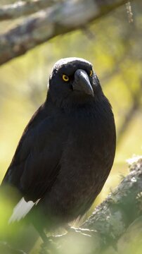 Pied Currawong Perched on Tree Branch in Warrumbungle National Park