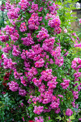 Obraz premium Lush blooming pink wartburg multiflora rambler climbing rose bush with dense flower clusters after rain copy space