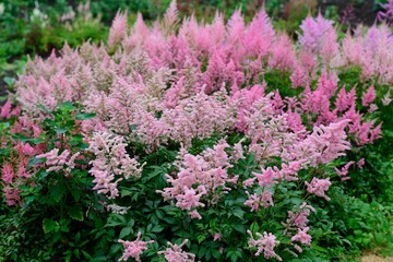 Obraz premium Vibrant summer garden background with mass of blooming light pink astilbe arendsii queen alexandra flower plumes with green foliage copy space.
