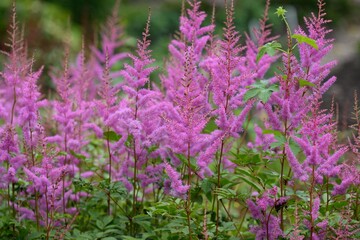 Obraz premium Dense cluster of purple astilbe chinensis flower plumes blooming on tall stalks in a lush summer botanical garden meadow with natural copy space.