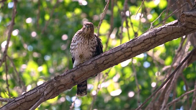Cooper's Hawk preening its feathers perched in a tree in the Utah wilderness.
