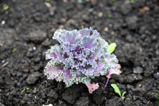 Single purple ornamental kale brassica oleracea plant growing in rich dark soil inside a summer garden with dark earthy textured copy space.