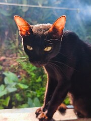 black cat on the window © Rizell